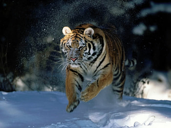 Animals, Tigers HD wallpaper