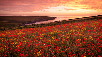 Red Common Poppy Flowers Horizon Landscape Summer During Sunset Flowers HD wallpaper