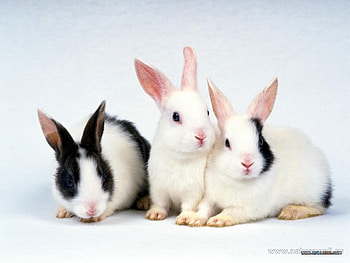 Animals, Rabbits HD wallpaper