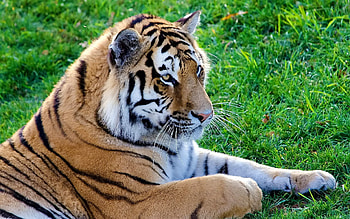 Animals, Lie, To Lie Down, Predator, Big Cat, Tiger HD wallpaper