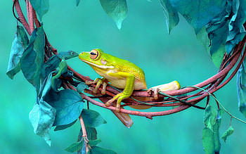Frog, animal, nature, graphy HD wallpaper