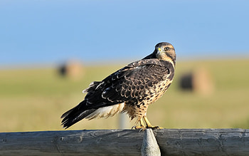 Hawk , Bird, Wildlife HD wallpaper