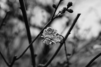 Flower, Macro, Blur, Smooth, Flowering, Branch, Bw, Chb, Blooming HD wallpaper