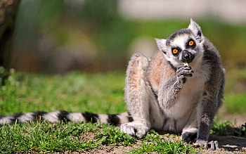 Eating ringtail lemur, , Natural beauty, Home screen delight HD wallpaper