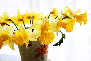 ✿ Thinking of Spring ✿, sunshine, daffodils, yellow, florwers, vase, spring HD wallpaper