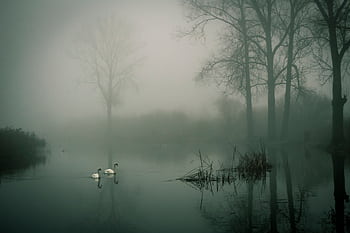 Serene misty lake scene with swans, trees reflecting in water at dawn. HD wallpaper