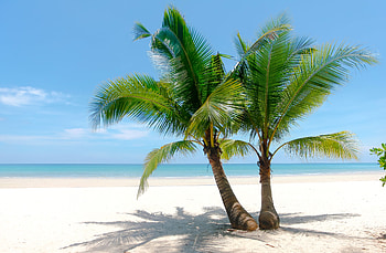 Palm trees at the beach, sand, Palm, tree, beach HD wallpaper