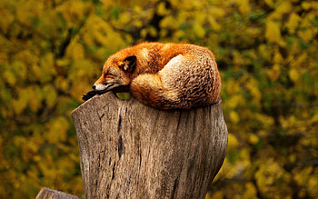 Korean fox, Wild Animals HD wallpaper