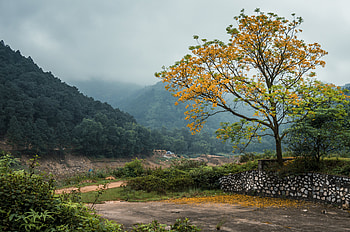 Vietnam, , Landscape, Fall, Fog, Tree HD wallpaper