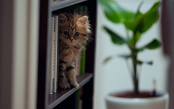 Animals, Kitty, Kitten, Playful, Climb, Shelf HD wallpaper