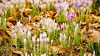 Flowers, Grass, Snowdrops HD wallpaper