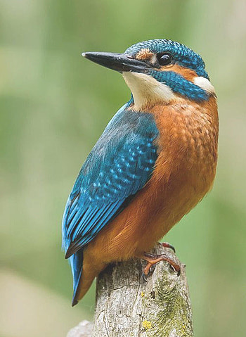 Kingfisher, Mosaic bird, Wall decoration, Fine art marceau HD phone wallpaper