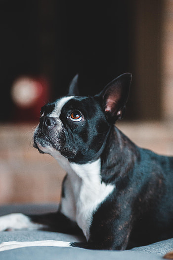 Funny, Animals, Muzzle, Pug HD phone wallpaper