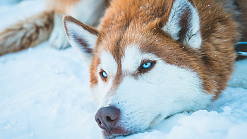 Siberian Husky, In snow HD wallpaper