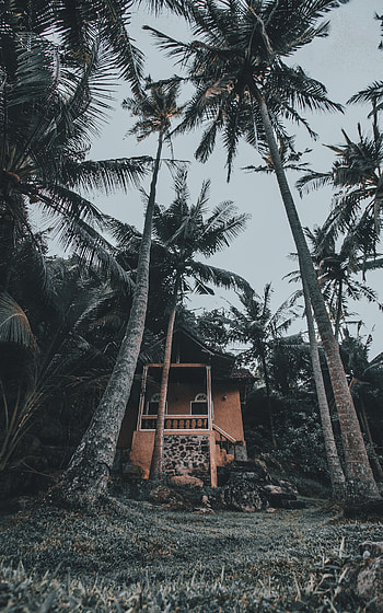 Nature, Palms, House, Tropics HD phone wallpaper