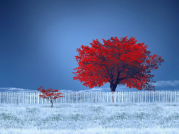 Lonely red trees, winter, blue, red, fence, trees, sky, wilderness, lonely HD wallpaper