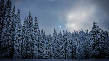 Preview winter, fir, snow, forest HD wallpaper