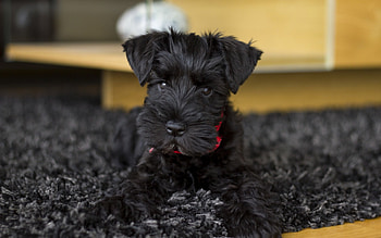 Dog Schnauzer, Dog, black, Schnauzer, Puppy HD wallpaper