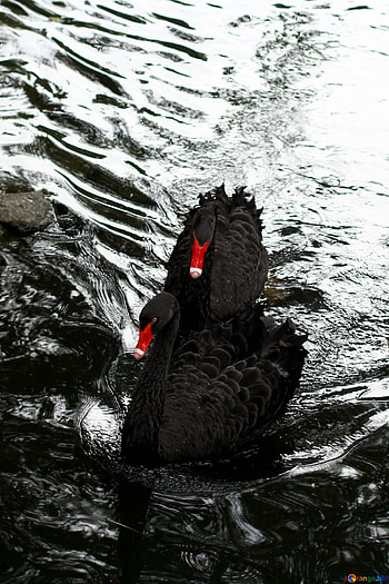 Black Swans , Water, Park, CC by license HD phone wallpaper