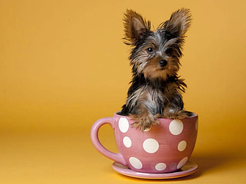 YORKIE IN A CUP, CUTE, PUP, , CUP HD wallpaper