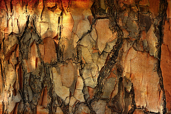 Pine, Macro, Wood, Tree, Texture, Textures, Bark HD wallpaper