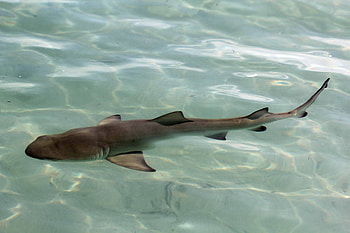 Juvenile Lemon Shark, glimmer, juvenile, lemon shark, shark, water, ocean, beach HD wallpaper