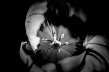 Flower, Macro, Bw, Chb, Tulip HD wallpaper