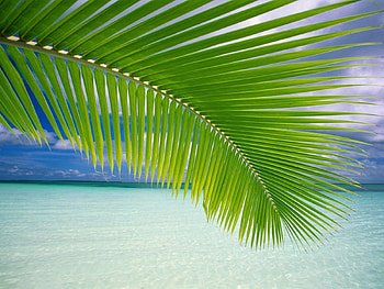 Plants, Palms HD wallpaper