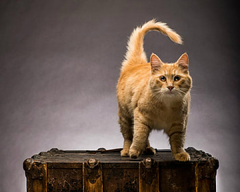 Cute Cat, cute, cat, pet, animals HD wallpaper
