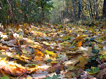 Plants, Landscape, Autumn, Leaves HD wallpaper