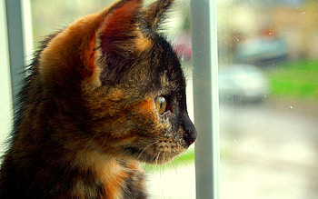Animals, Kitty, Kitten, Spotted, Spotty, Sight, Opinion, Profile HD wallpaper