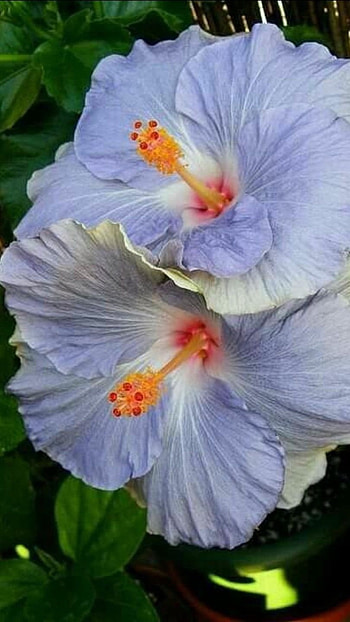 Hibiscus, Blue HD phone wallpaper