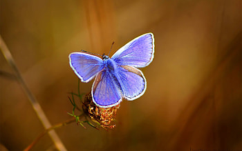 Patterns, Macro, Bright, Beautiful, Butterfly, Wings HD wallpaper