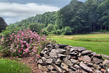 Rocks and roses, nature, roses HD wallpaper