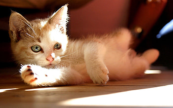 Animals, Shine, Light, Kitty, Kitten, To Lie Down, Lie HD wallpaper