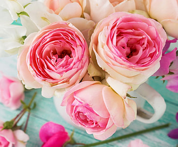 pink roses, rose, pink, stem, flower HD wallpaper