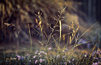 Plants, Nature, Flowers, Grass, Macro HD wallpaper