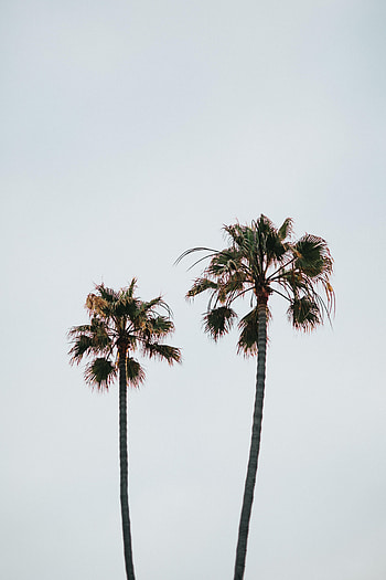 Nature, Sky, Leaves, Palms, Branches HD phone wallpaper