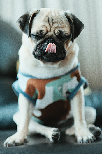 Funny, Animals, Dog, Pet, Puppy, Pug HD phone wallpaper