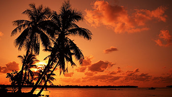Landscape, Nature, Sunset, Palms HD wallpaper