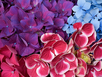 Plants, Flowers, Background HD wallpaper