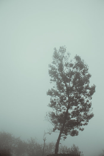 Nature, Autumn, Wood, Tree, Fog, Haze, Gloomy HD phone wallpaper