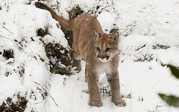 Animals, Snow, Puma, Young, Joey HD wallpaper