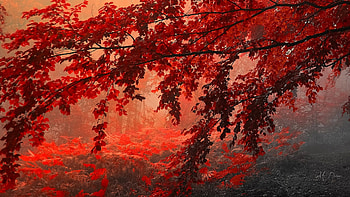 Bright Leaves, woods, fall, Firefox Persona theme, sunrise, leaves, maple, bright, trees, autumn, forest, grove, sunset HD wallpaper
