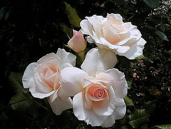 Happy Birtay Alexandra, pink, white, buds, roses, black background, birtay, flowers HD wallpaper