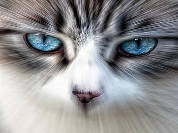 blueeyes, blue, eyes HD wallpaper