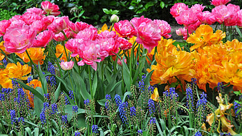 Tulips at Springtime, colors, garden, spring, blossoms, petals HD wallpaper