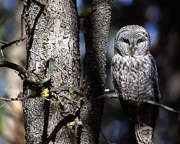 Owl, gray, bird, tree HD wallpaper