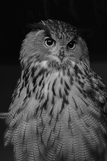 Animals, Owl, Bird, Bw, Chb, Eagle Owl, Eurasian Eagle Owl, Eurasian Owl HD phone wallpaper