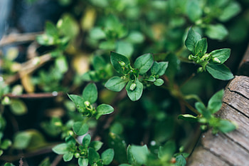 Leaves, Plant, Macro, Buds HD wallpaper